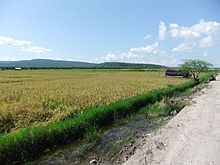 An arid ricefield in South Central Timor Regency Rice field South Central Timor.jpg