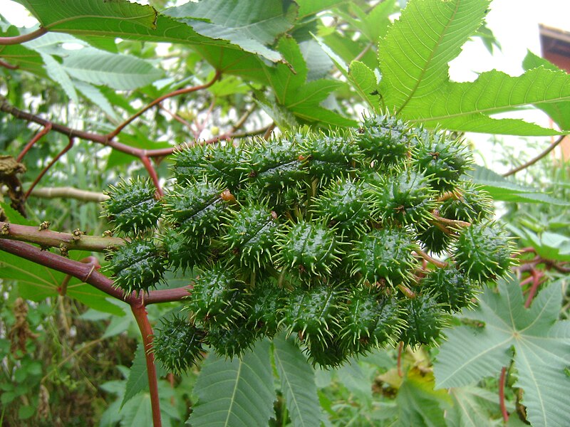 Ficheiro:Ricinus communis Mamona.JPG