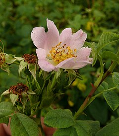 Description de l'image Rosa tomentosa 260611a.JPG.