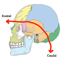 Showing relative directions of rostral and cau...