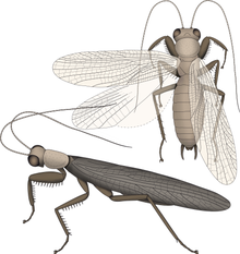 Life restoration of Santanmantis, a primitive fossil mantis known from the Early Cretaceous of Brazil, and one of the oldest members of the group Santanmantis reconstruction.png