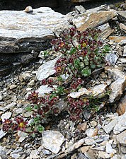 Saxifraga biflora - Tweebloemige steenbreek