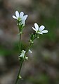 Zwiebel-Steinbrech (Saxifraga bulbifera)