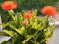 Scadoxus multiflorus