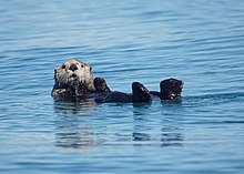 Sea otter Sea otter (19631833733).jpg