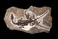 Serpianosaurus mirigolensis en exhibición en el Museo de Historia Natural de Zurich.