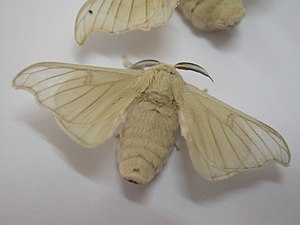 Silkesommerfugl (Bombyx mori)