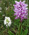 Aapjesorchis (Orchis simia)