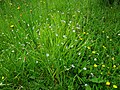 Bermudienne dans une prairie