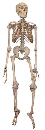 skeleton