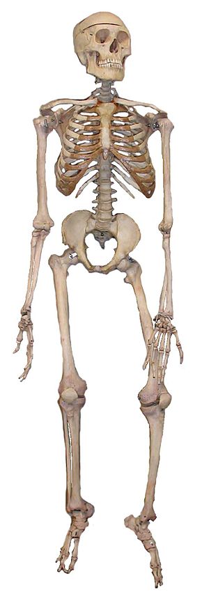 A full articulated human skeleton used in educ...