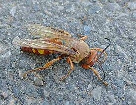 Sphecius convallis