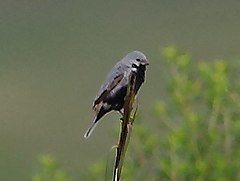 Description de l'image Sporophila melanogaster - Black-bellied seedeater (male).jpg.