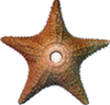 The Starfish Barnstar