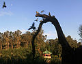 Stow Lake with pagoda, pigeons and the Moonjpg.jpg