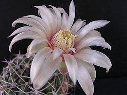 Gymnocalycium capillaense virága