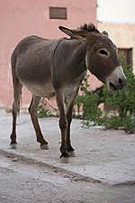 Tamraght-daleharvey-10-donkey.jpg