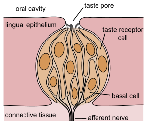 Schematic drawing of a taste bud