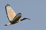 Helig ibis under flyget.
