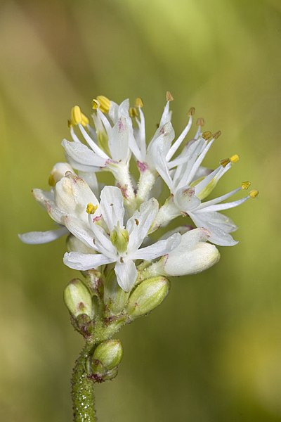 Triantha occidentalis, цветок, оказавшийся плотоядным