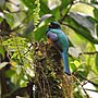 Miniatura para Trogon aurantiiventris