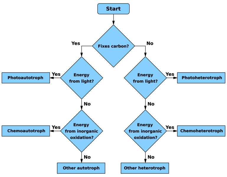 Difference between photosynthesis and cellular respiration