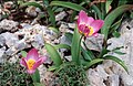 Tulipa saxatilis subsp. bakeri