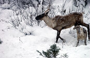 Rangifer tarandus caribou zoogt haar jong