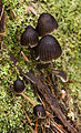 Mycena nargan