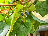 Vitis coignetiae fruit cluster.