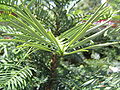 Wollemi Pine