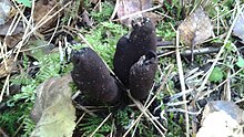 Xylaria longipes