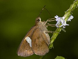 Notocrypta paralysos