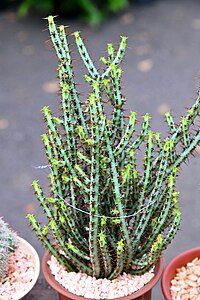 กระบองเพชร Cactus of Thailand