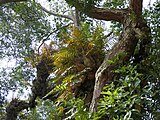 ... epiphytic fern (49095803342).jpg