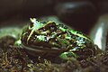 Laut Schild Ceratophrys cornuta, hat aber eine ganz andere Farbe, als bestehendes Bild (Shanghai Aquarium)