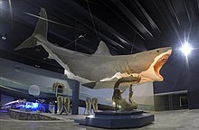 Sculpture of a giant shark mounted on display in a museum next to a mounted shark jawbone