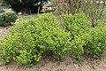 Nízké keře, jako je tato meruzalka Ribes alpinum, lze také použít vhodně jako podrost, nemusí takto být nezbytně použity pouze plazivé dřeviny.