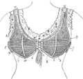 Ur vrennidenn, hervez al levr gallek Le Corset, 1905