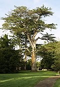 Дерево замка Бларни - geograph.org.uk - 596689.jpg
