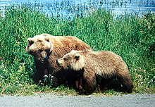 Grizzly bears are found throughout Alaska, parts of Montana and on the Canada-US border in Idaho. They are also found in Yellowstone National Park. A mother and a cub bears.JPG