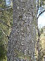 Acacia bidwillii bark.jpg