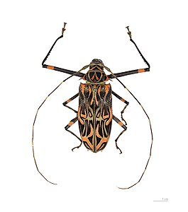 Harlequin beetle, by Archaeodontosaurus