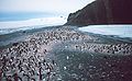A colony of Adelie penguins in Antarctica