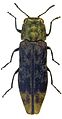 Agrilus diversornatus holotipo