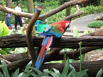 Green-winged Macaw (also known as the Red-and-...