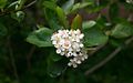 Fleurs de Aronia melanocarpa.