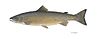 Atlantic salmon fish.jpg