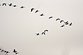 Bar-headed geese in flight