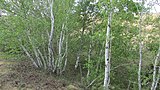 Береза пухнаста (Betula pubescens var. pubescens)